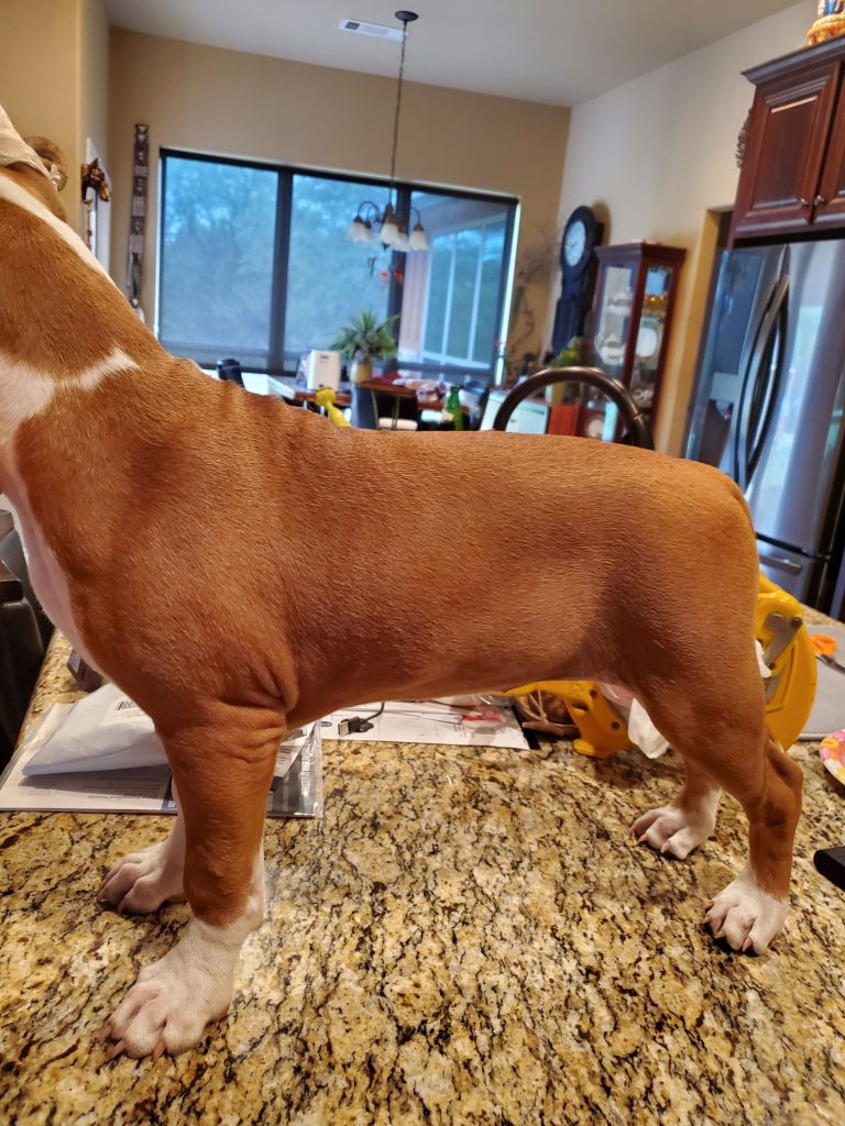 Ruby getting stacked in her new home.